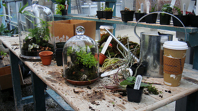 Minikert-növények-ültetése