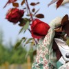 A rózsakertészek legfontosabb kellékei
