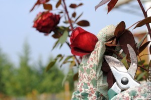 A rózsakertészek legfontosabb kellékei