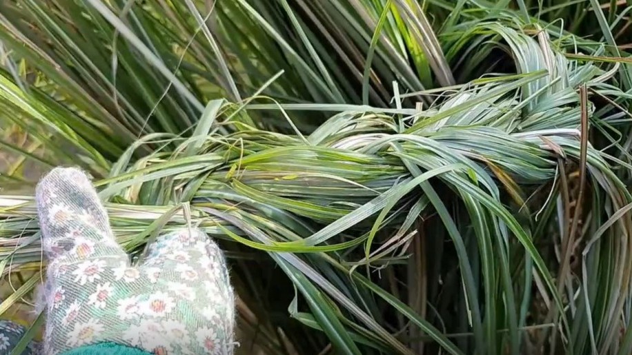 Pampafű, díszfű fonása házilag videóval