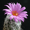 Virágos programajánló: kaktuszkiállítás a füvészkertben