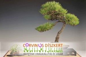 Corvinus Díszkert Egyetemi Virágkiállítás és Vásár 2011