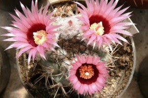 Kaktusz és pozsgásnövény kiállítás a Füvészkertben