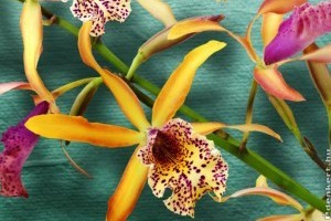 Magyar fejlesztésű világító orchideák debütálnak az Orchidea Ünnepen