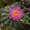 Kaktuszkiállítás 2016: a pampák virágoskertje