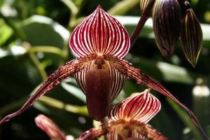 Különleges orchideával vár minket a jubileumi orchideakiállítás