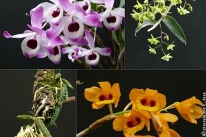 Dendrobiumok a középpontban a tavaszi orchidea kiállításon