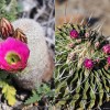 Mexikó szúrós csodái - kaktuszkiállítás a Füvészkertben