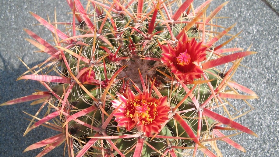 Gyönyörű és különleges kaktuszokkal várja látogatóit a Tavaszi Országos Kaktuszkiállítás-és vásár