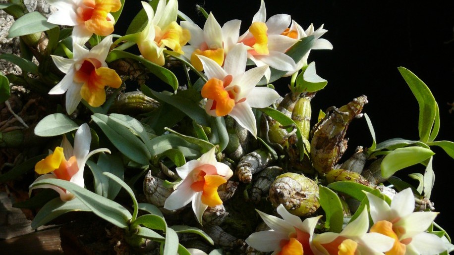 „Dél-Amerika szukkulensei” (kaktuszok, orchideák és broméliák) őszi Országos Kaktuszkiállítás és Vásár az ELTE Füvészkertben