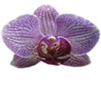 orchidea-ritkasag