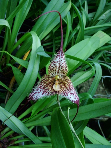 orchidea_width