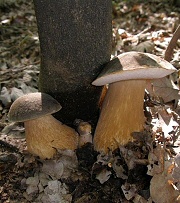 Ismered az erdei gombákat? Megtanítunk a legfontosabbakra!