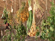 Lombikbébi-növények, zöldtetők, növénylegendák - Kutatók Éjszakája a Kertészeti Egyetemen