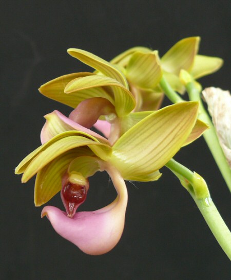 Októberben ismét orchidea- és broméliakiállítás