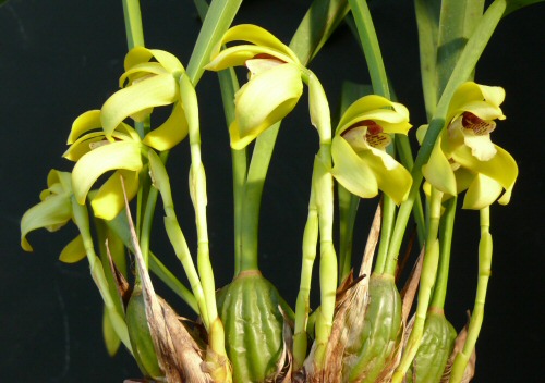 Orchidea- és Bromélia Kiállítás a reneszánsz jegyében