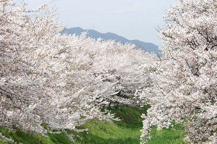 Sakura piknik a Füvészkertben