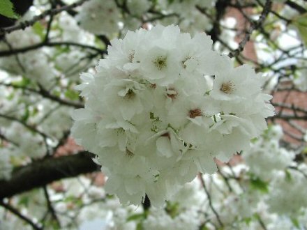 Sakura piknik a Füvészkertben