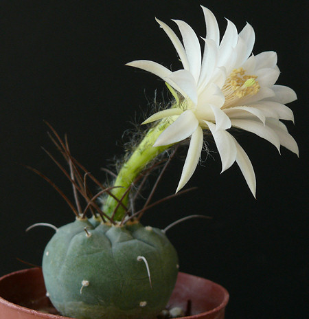 Virágos programajánló: kaktuszkiállítás a füvészkertben