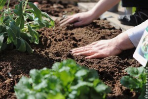 Hogyan tudod megjavítani a kerted talaját Humin Garden Plus huminsavakkal?