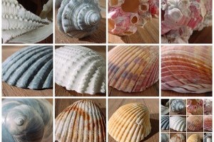 Hogyan készítsünk kagylós kollázst?