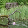 Meditáció egy metszőollóval: mindfulness a kertben