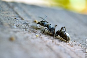 5 egyszerű tipp hangyák ellen