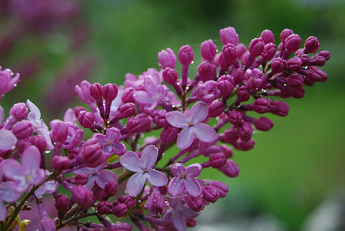 orgona virága