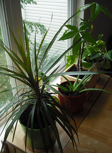 Légtisztító-szobanövények
