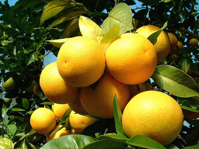 Édes-narancs