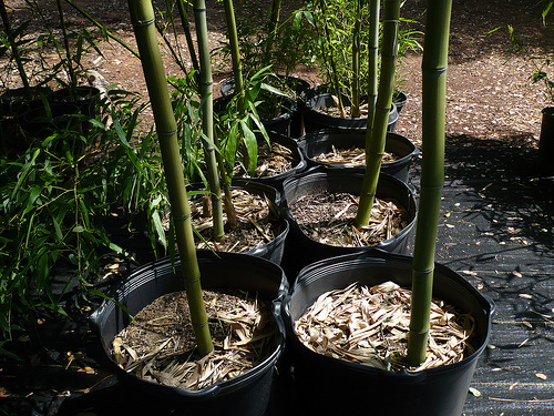 Bambuszok-gondozása