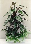 PIROSLÓ FILODENDRON (Philodendron erubesceus)