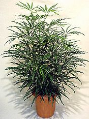 TENYÉRARÁLIA (Dizygotheca elegantissima)