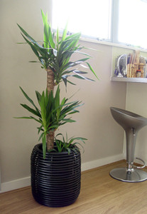 Yucca: az univerzális szobadísz