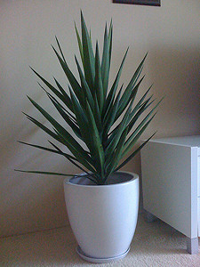 Yucca: az univerzális szobadísz