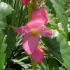 Begónia - az örökké nyíló virág