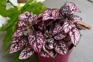 Egy különlenges rózsaszín levelű szobanövény: a pettyeslevél