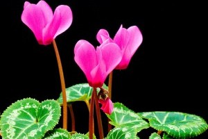 Virágzó szobanövények: a szobaciklámen (Cyclamen persicum)