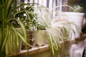 Zöldike - az egyik legjobb légtisztító szobanövény