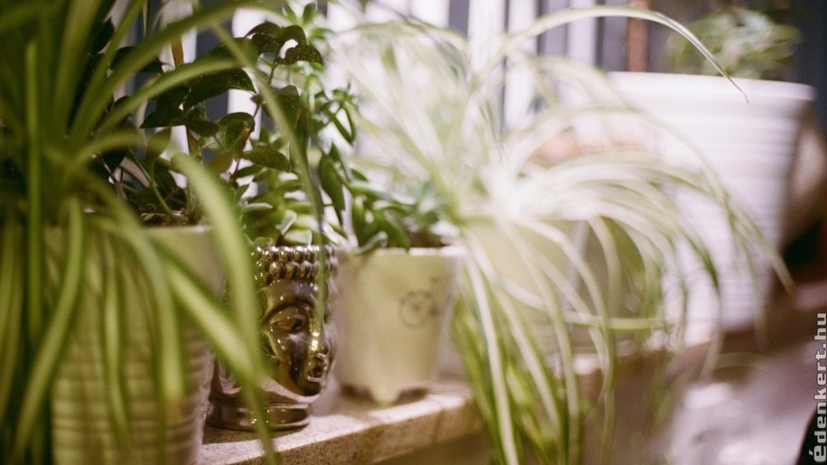 Zöldike - az egyik legjobb légtisztító szobanövény