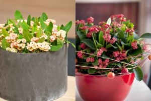 Régi-új szobanövény kedvenc: Pompás kutyatej (Euphorbia milii)