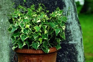 Viaszrepkény (Senecio macroglossus variegatus)