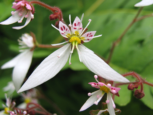 Saxifraga stolonifera Tricolor 