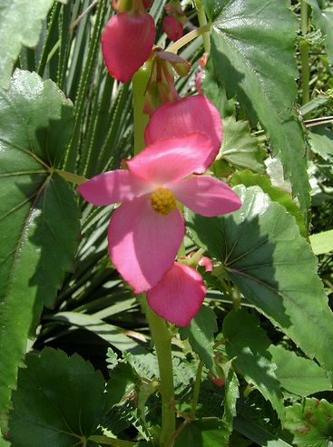 Begonia Gracilis