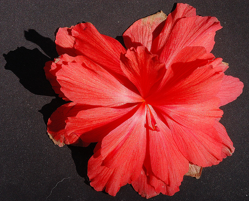 Begonia tuberhibrida