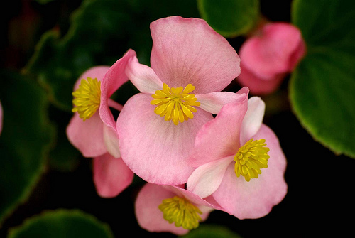 begonia semplenflores