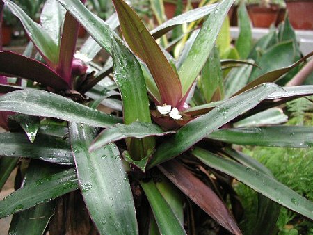 Lándzsalevél (Rhoeo spathacea)