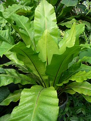 MADÁRFÉSZEKPÁFRÁNY (Asplenium nidus)