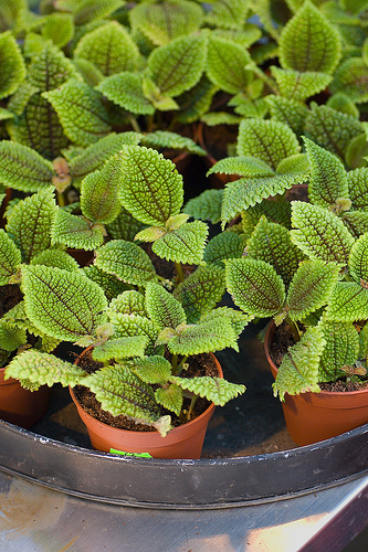 Üvegcsalán Pilea