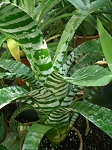 PIKKELYVIRÁG (Vriesea splendens)